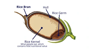 stabilized rice bran health benefits